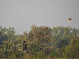 Image of Montagu's Harrier