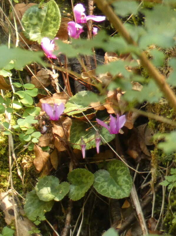 Image of cyclamen