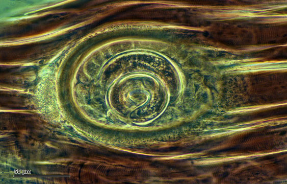 509.31557181.580x360