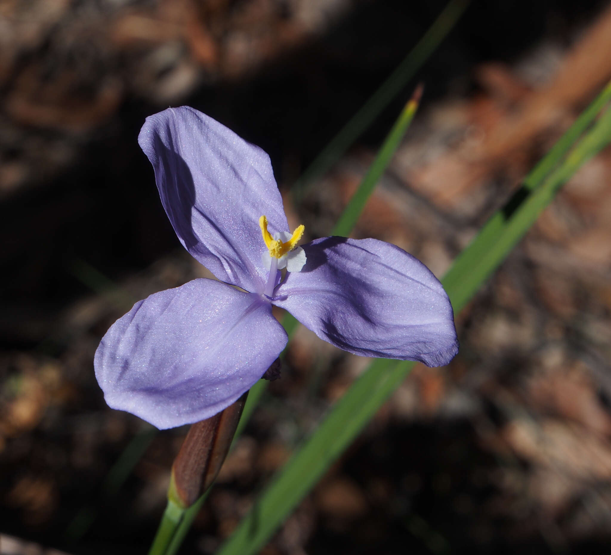 Imagem de Patersonia glabrata R. Br.