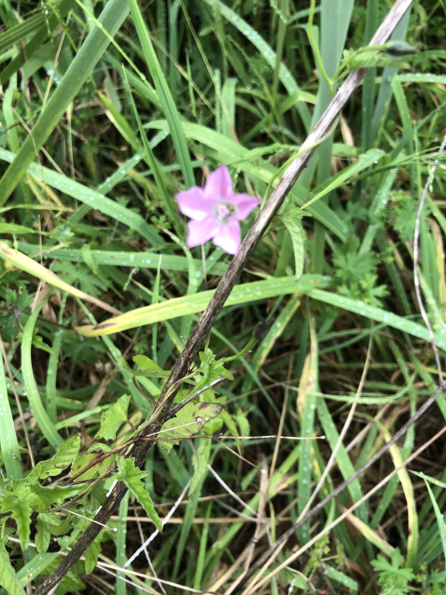 Image de Convolvulus erubescens Sims