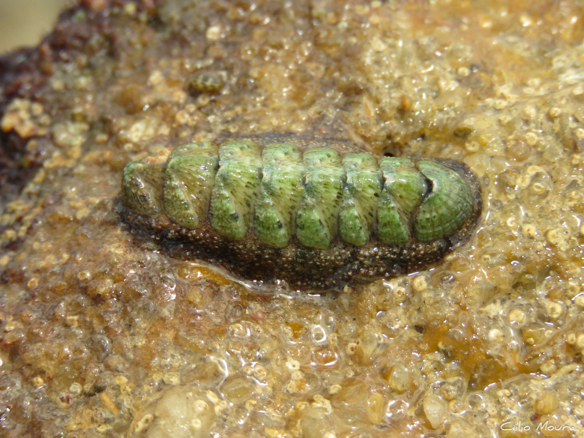 Image of Ischnoplax pectinata (G. B. Sowerby II 1840)