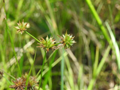 Juncus prismatocarpus R. Br. resmi