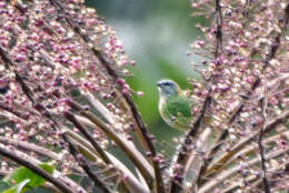 صورة Ixothraupis punctata (Linnaeus 1766)