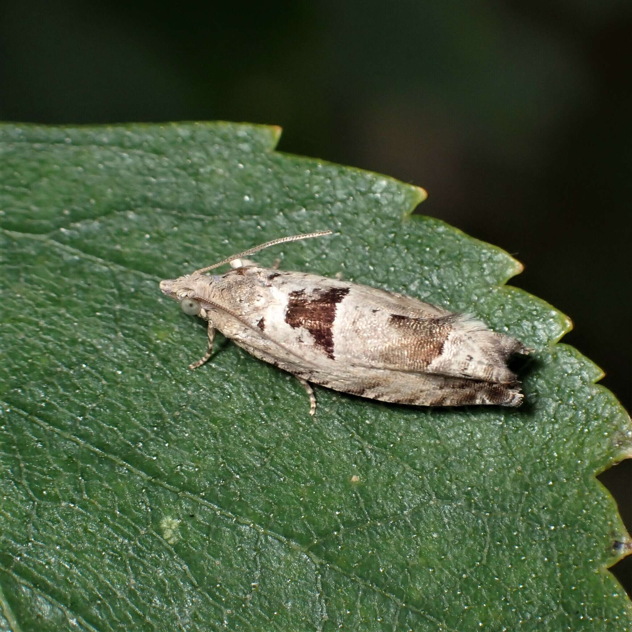 Image of Epinotia ramella Linnaeus 1758