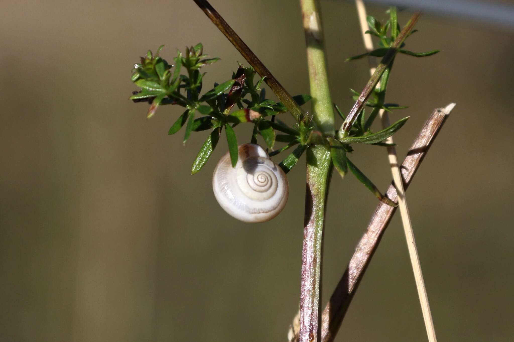 Image of Carthusian snail