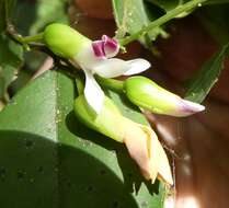 Image of Carpolobia alba G. Don