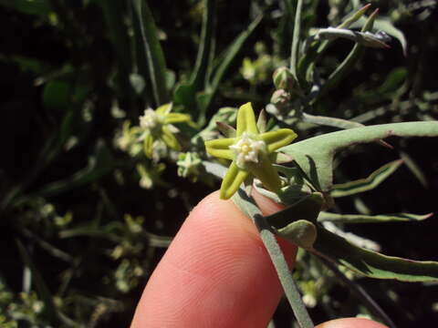 Image de Araujia brachystephana (Griseb.) Fontella & Goyder