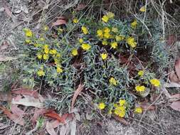 Image of Hibbertia subvaginata (Steudel) F. Müll.