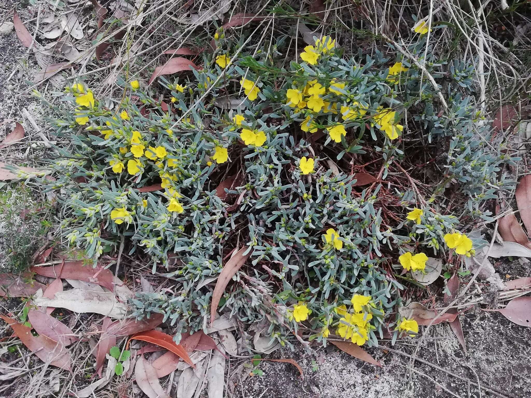 Image of Hibbertia subvaginata (Steudel) F. Müll.