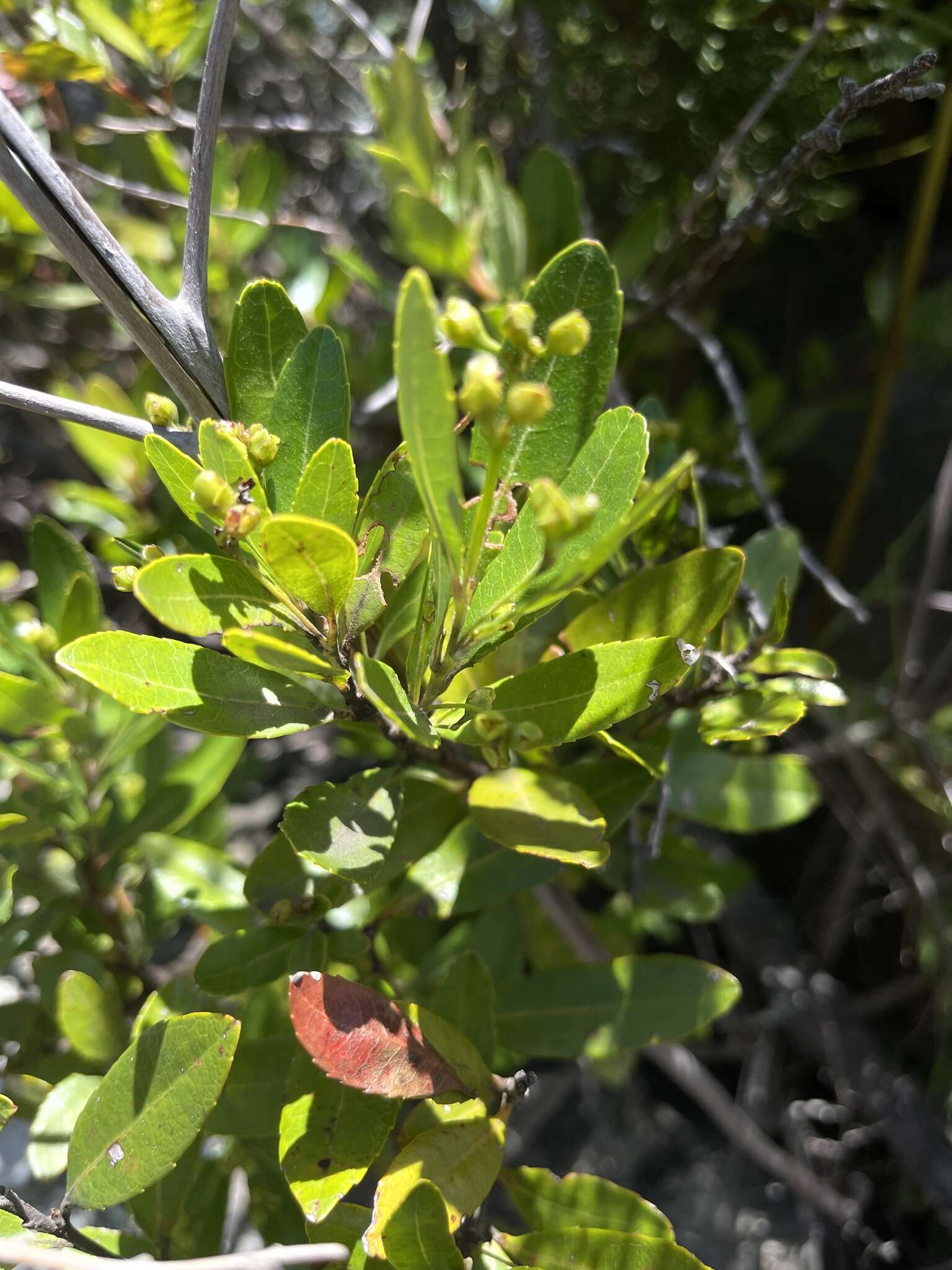 Image of Gerrardina foliosa Oliv.