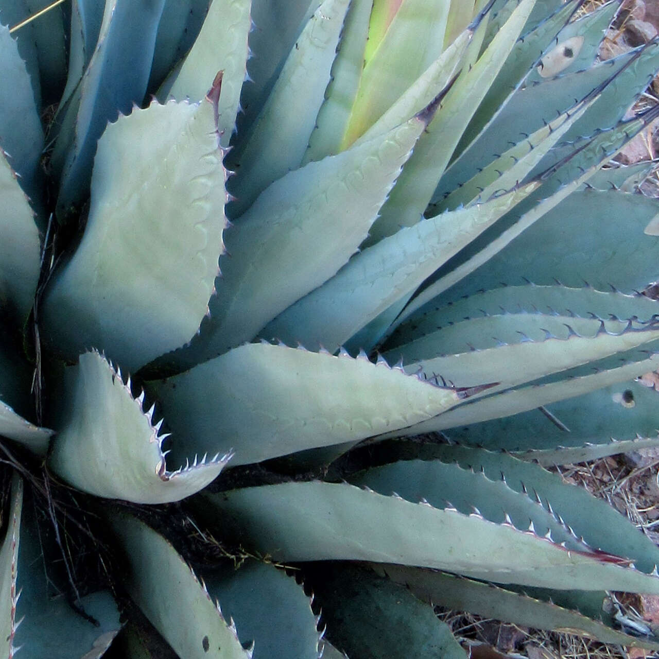 Image of Havard's century plant