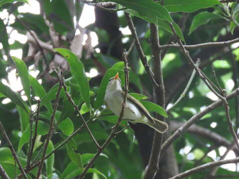 Image of Eastern Crowned Leaf Warbler