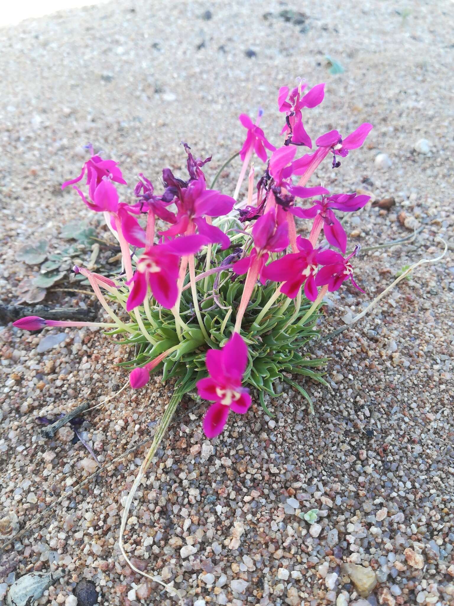 Image of Lapeirousia silenoides (Jacq.) Ker Gawl.