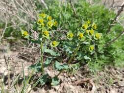 Image of Euphorbia undulata M. Bieb.