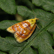 Imagem de Acleris curvalana Kearfott 1907