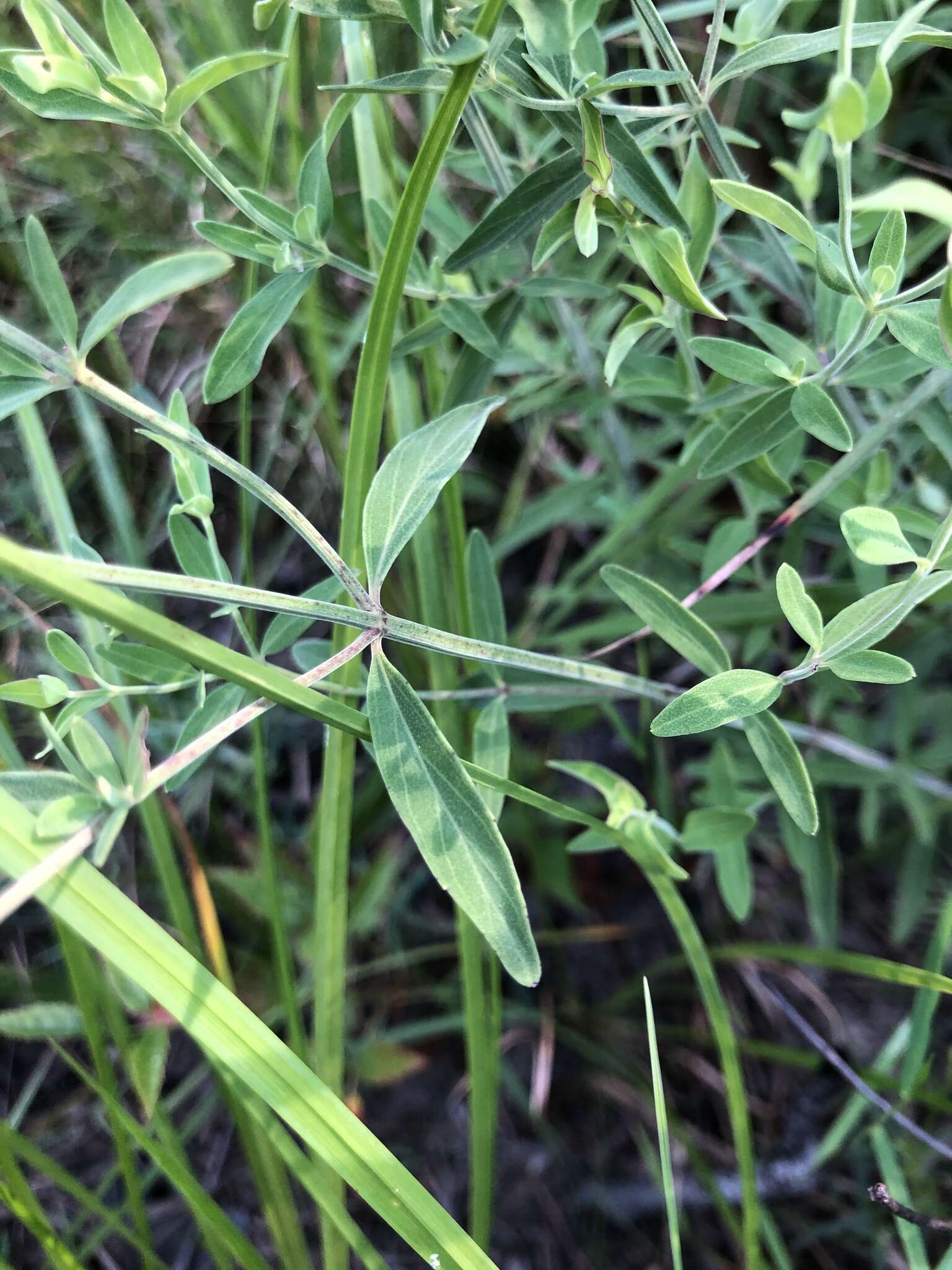 Pycnanthemum flexuosum (Walter) Britton, Sterns & Poggenb. resmi