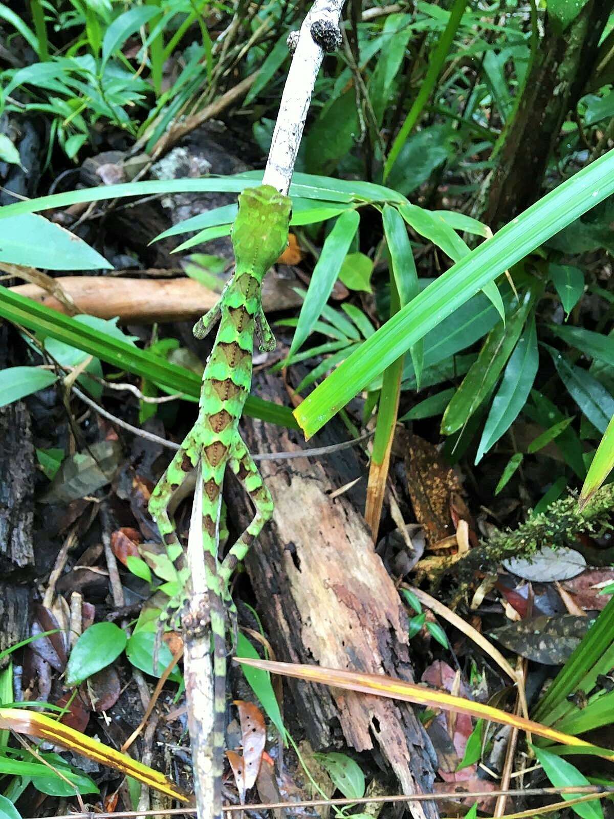 Image of Wied's Fathead Anole