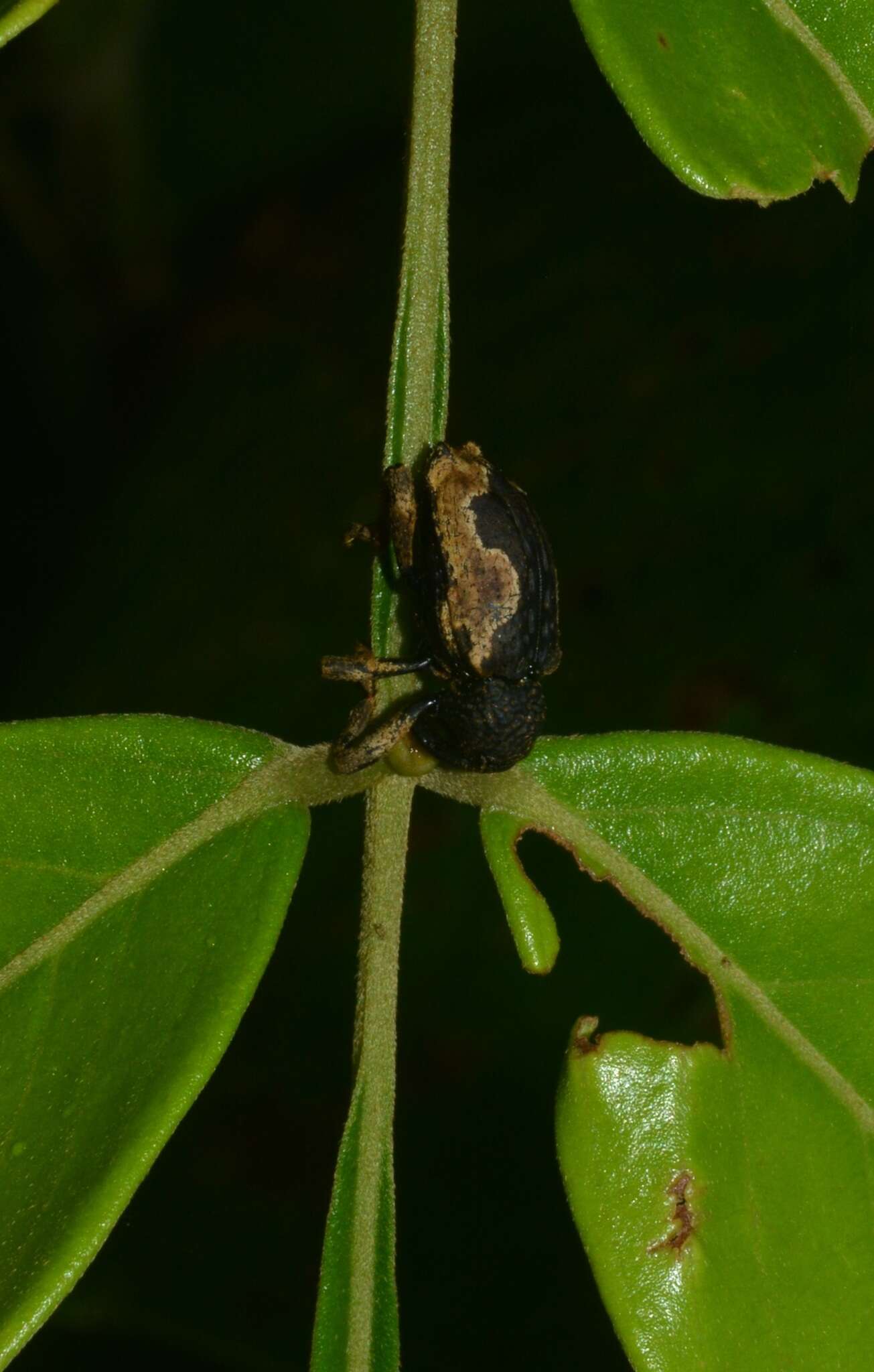 Image of Elytrocoptus lemniscatus Chevrolat 1882