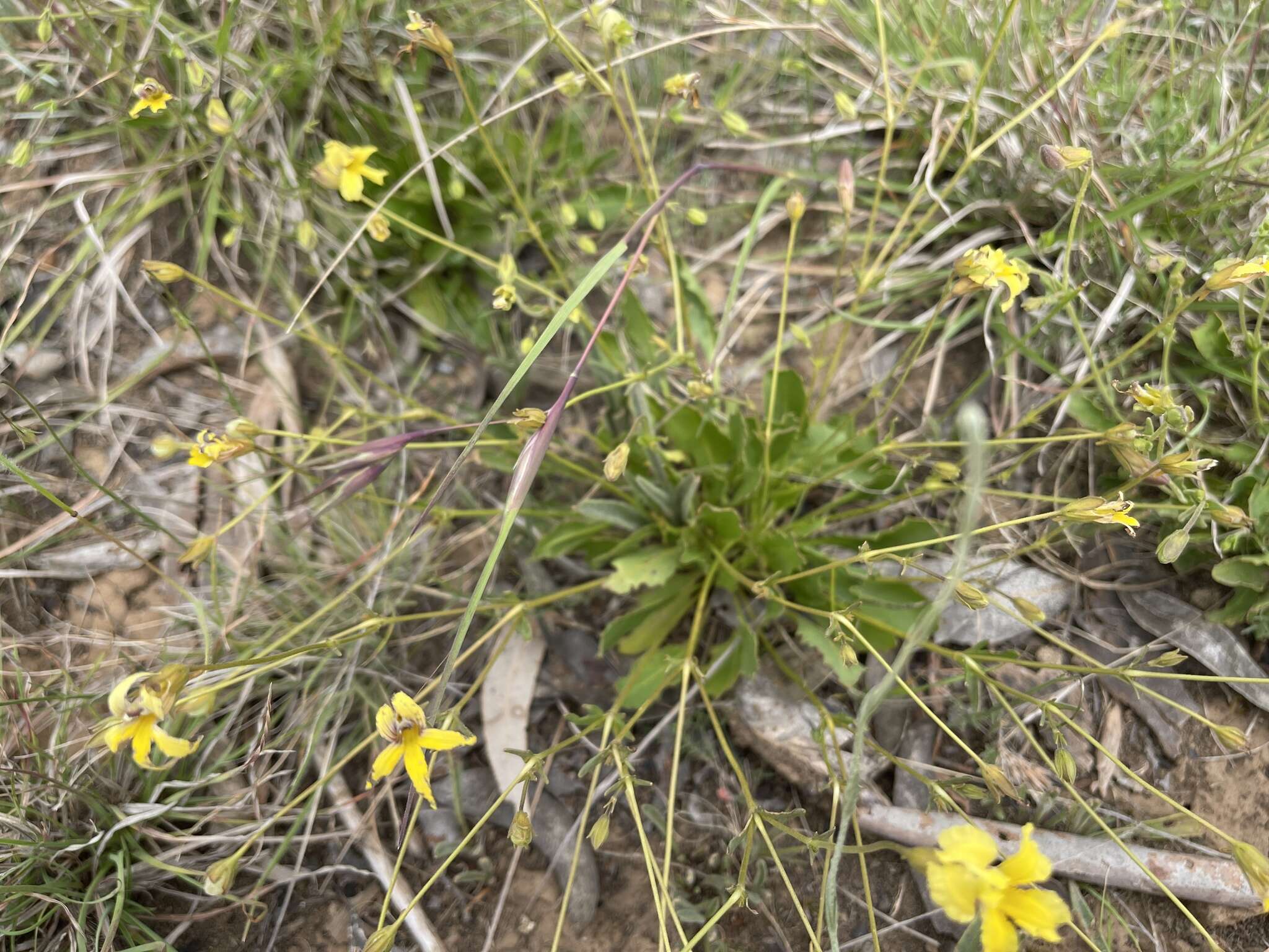 Image of Goodenia paradoxa