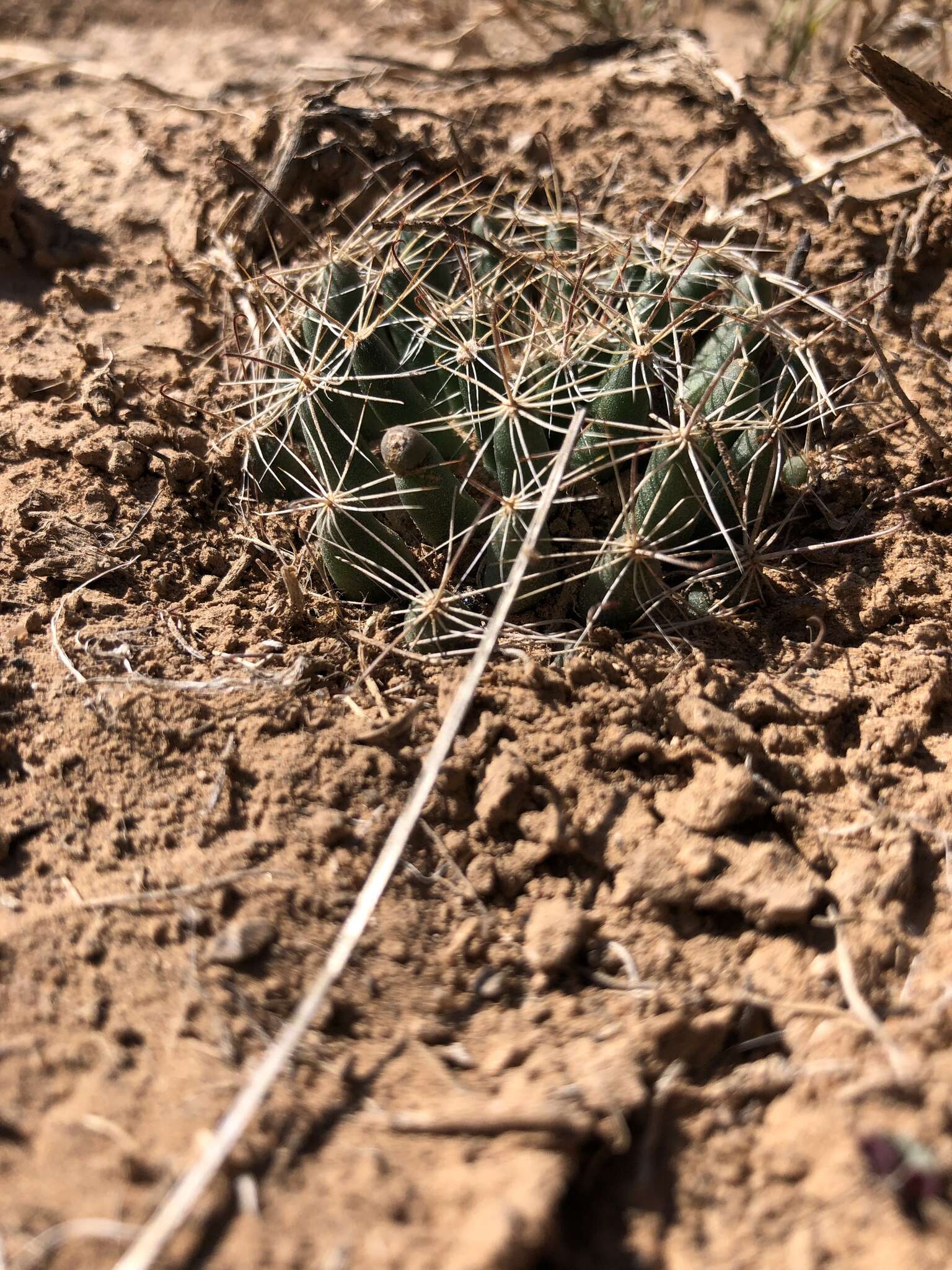 Image of Wright's nipple cactus