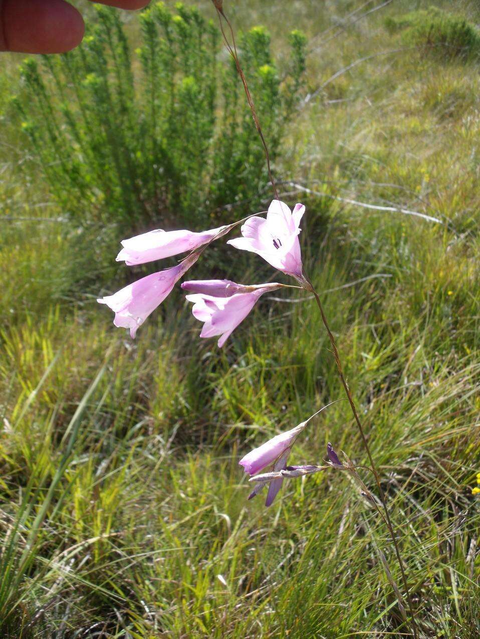 Image of Dierama pendulum (L. fil.) Baker