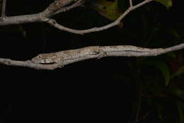 Image of Vieillard's Chameleon Gecko