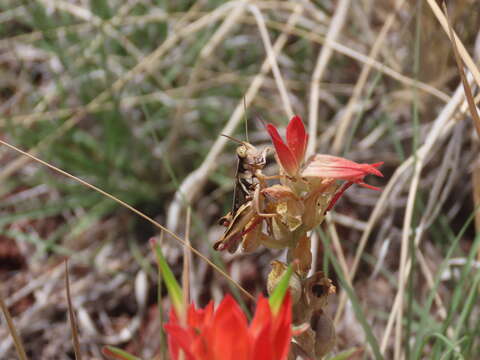 Melanoplus packardii Scudder & S. H. 1878的圖片