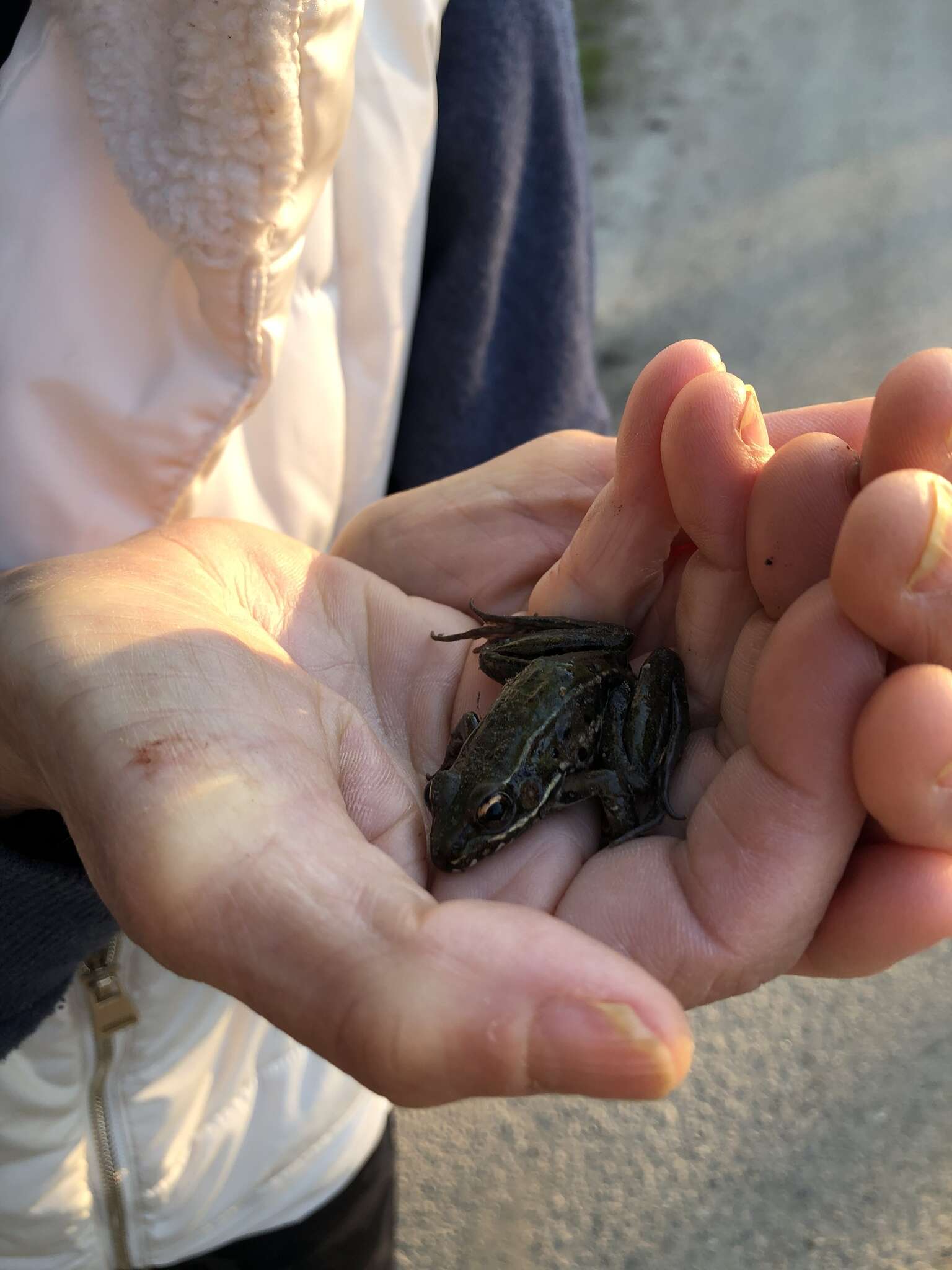 Image of Atlantic Coast leopard frog