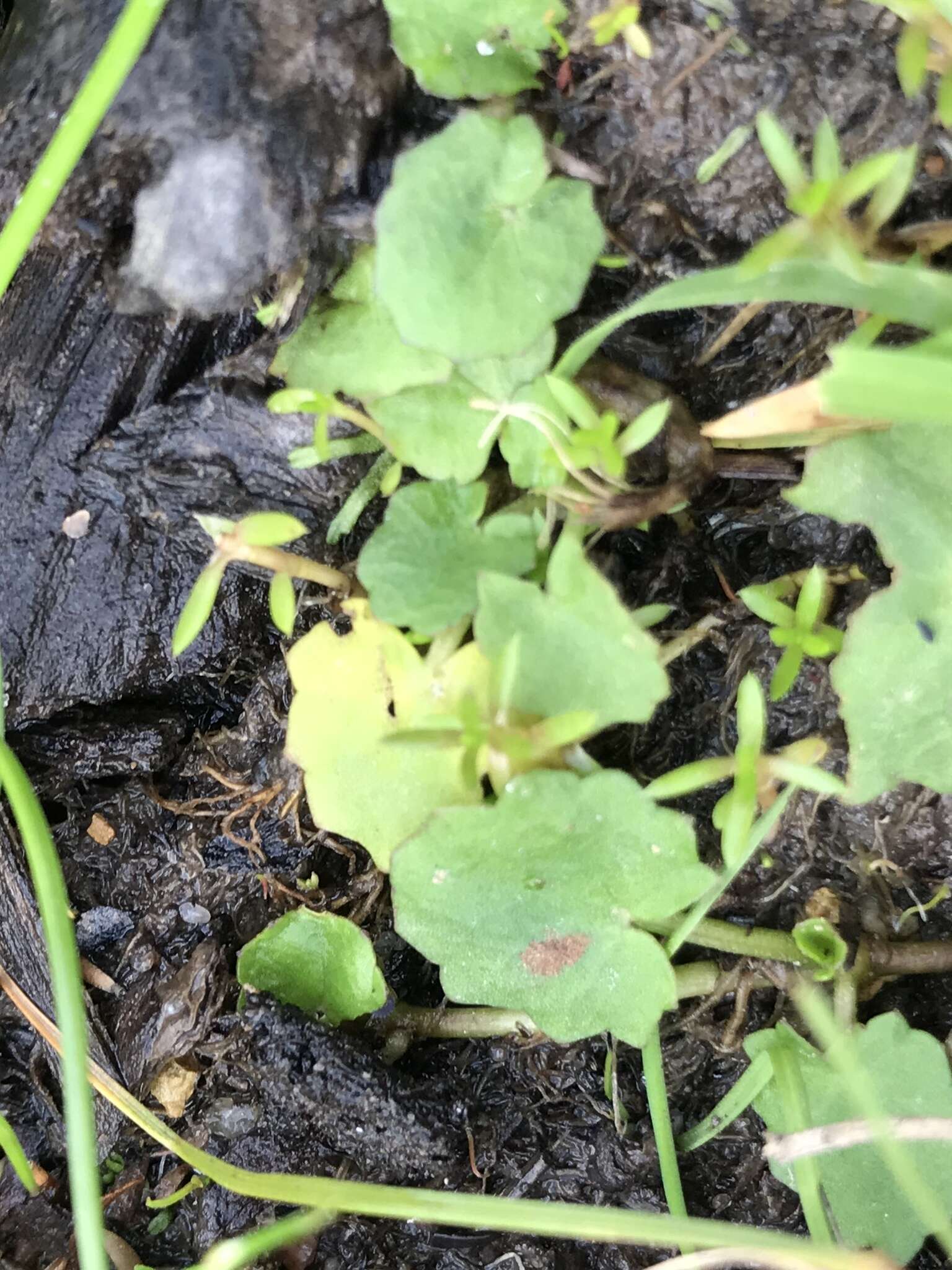 Imagem de Hydrocotyle jacksonii M. Hiroe