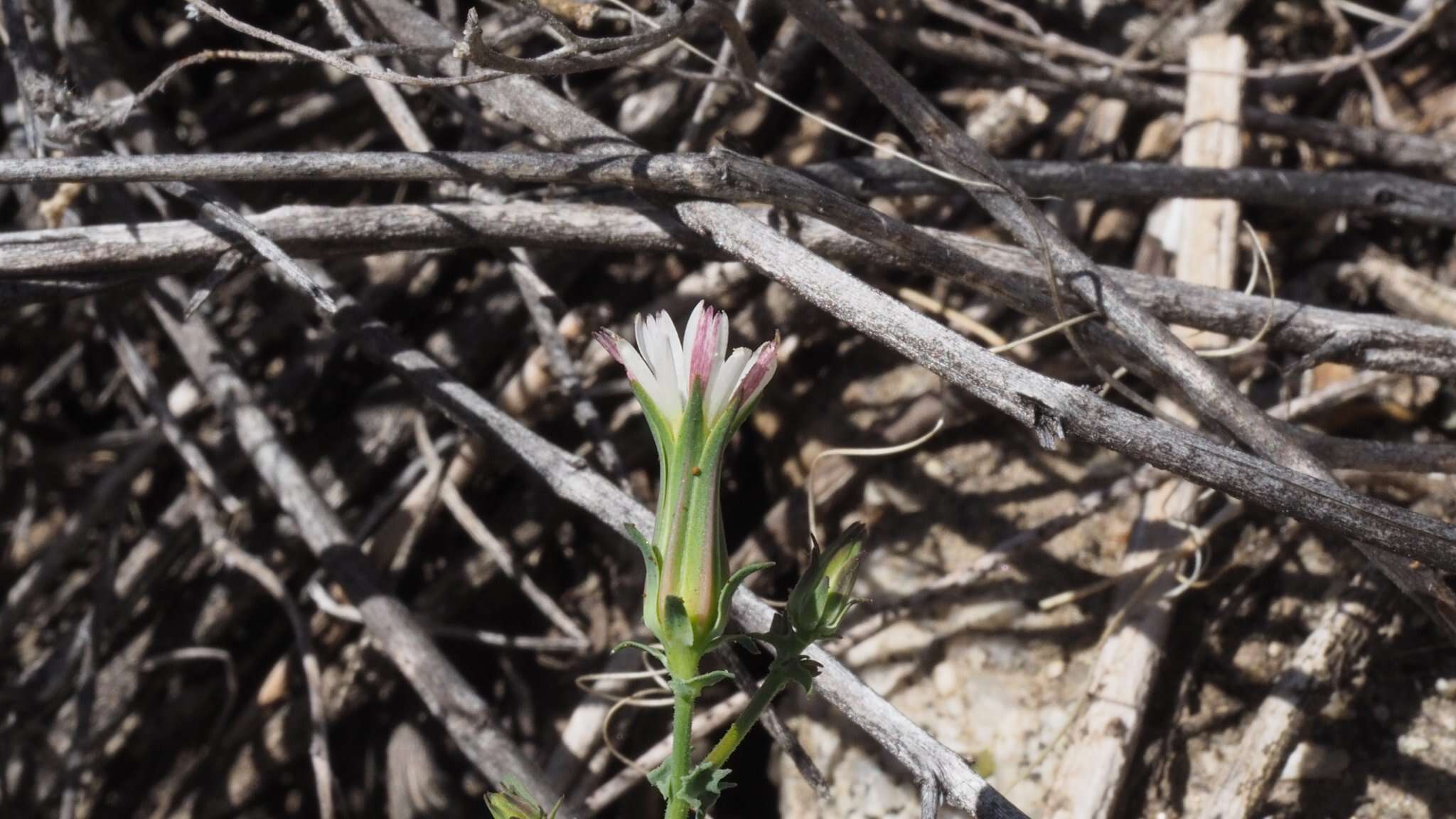 Image of California plumeseed