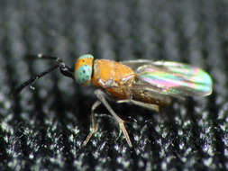 Image of Parasitoid wasp