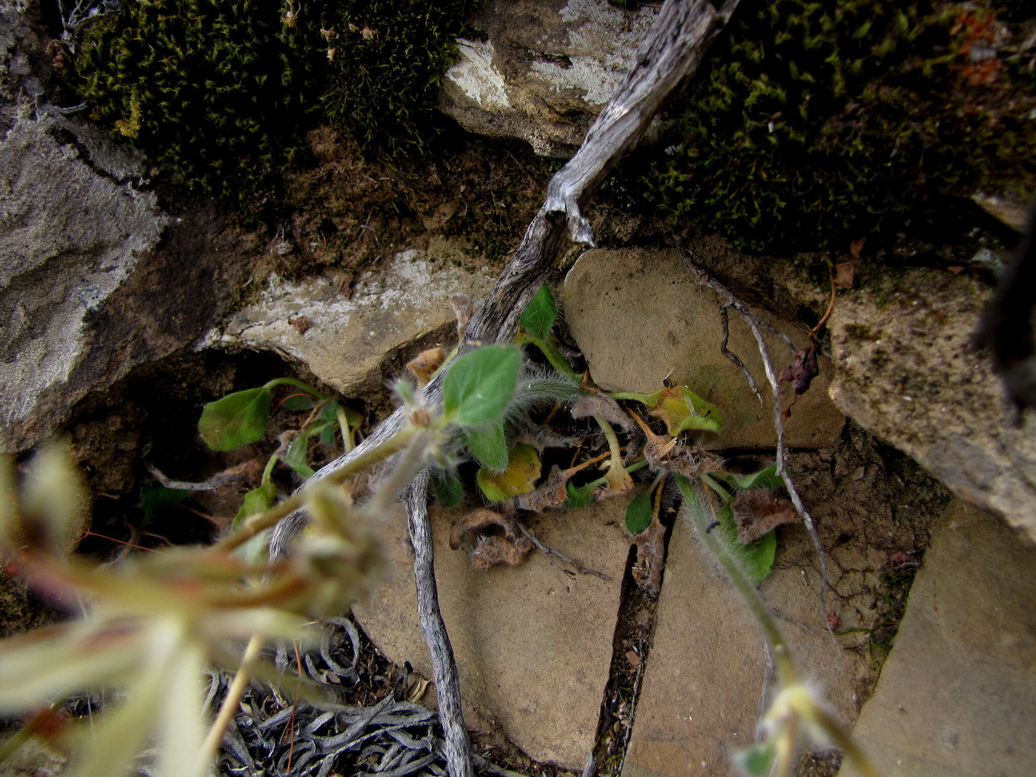 Image of Pelargonium curviandrum E. M. Marais