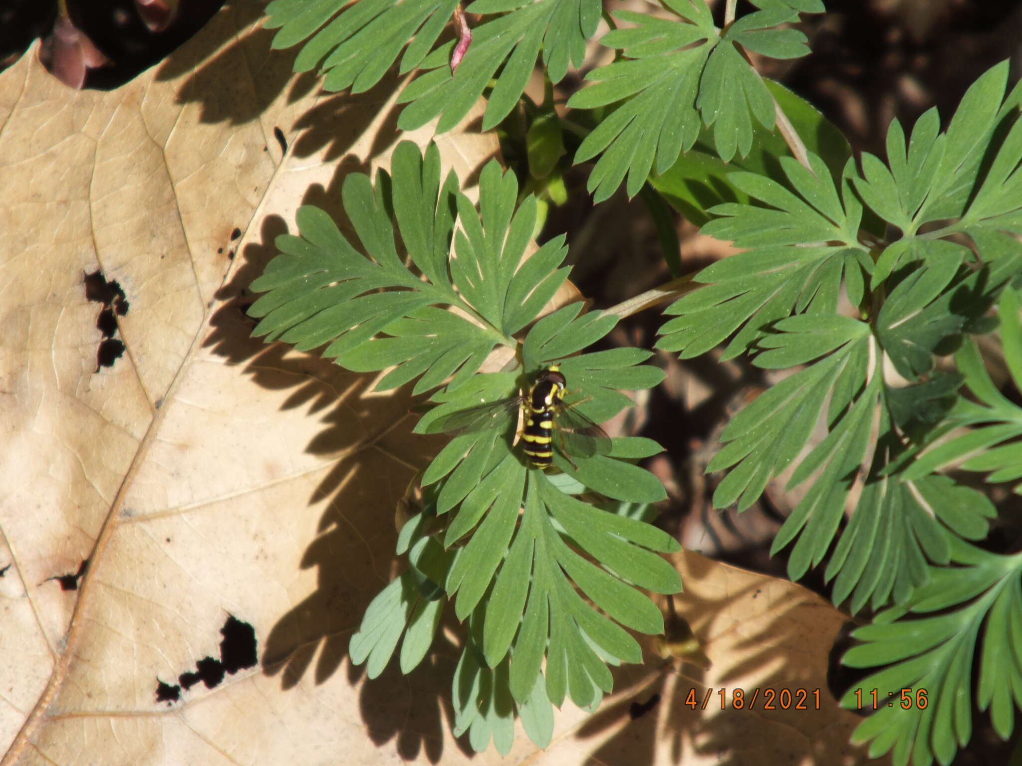 Xanthogramma flavipes (Loew 1863) resmi