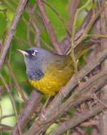 Image of MacGillivray's Warbler