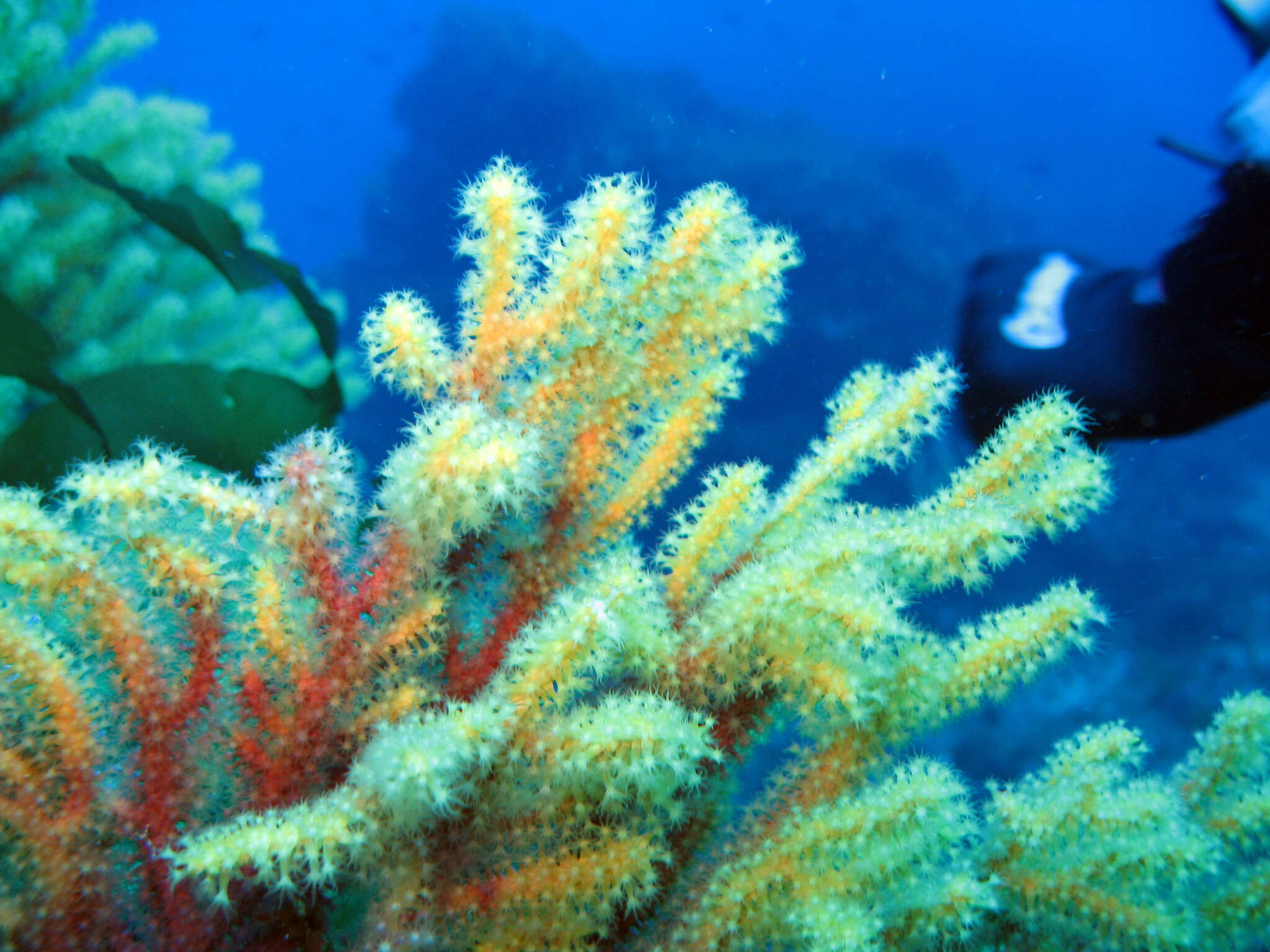 Image of chameleon sea fan