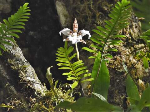 Image of Rhynchostele ehrenbergii (Link, Klotzsch & Otto) Soto Arenas & Salazar