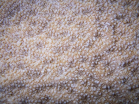 Image of Encrusting Sandpaper Coral