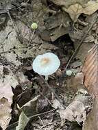 Leucoagaricus coerulescens (Peck) J. F. Liang, Zhu L. Yang & J. Xu 2010 resmi