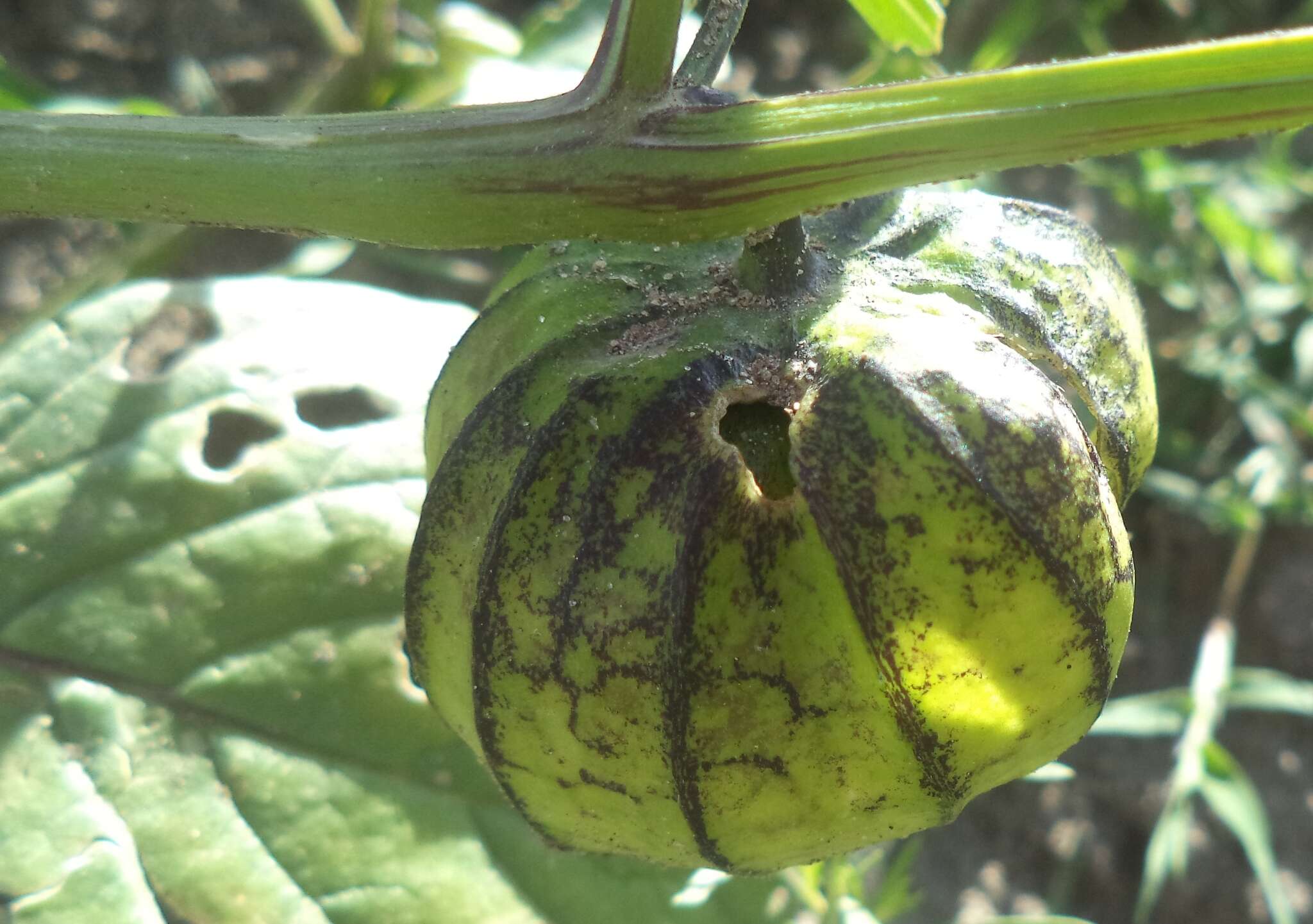 Image of Wild gooseberry