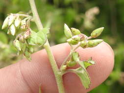 Plancia ëd Brickellia rusbyi A. Gray