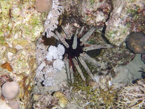 Image of Imperial urchin