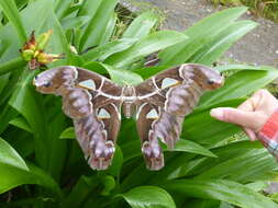 Image of Archaeoattacus staudingeri Rothschild 1895