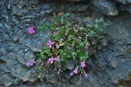 Слика од Petrocoptis grandiflora Rothm.