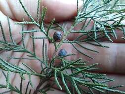 Image of Comitan juniper