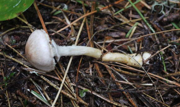 Image of Agaricus semotus Fr. 1863