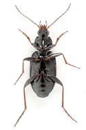 Image de Agonum (Agonum) gracilipes (Duftschmid 1812)