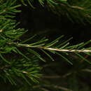 Image of Banksia telmatiaea A. S. George