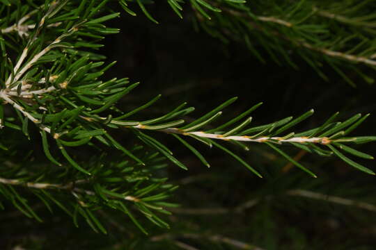 Imagem de Banksia telmatiaea A. S. George