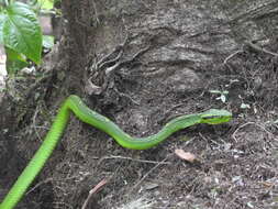 Image of Yellow-blotched Palm Pit Viper